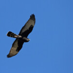 Busard maure - Bontebok national park