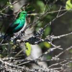 Souimanga malachite - Bontebok national park