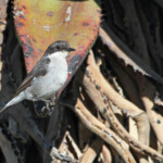Gobemouche fiscal - Bontebok national park