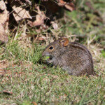 Rat rayé - Bontebok national park