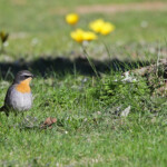Cossyphe du Cap- Bontebok national park