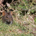 Rat rayé - Bontebok national park