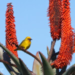 Tisserin du Cap - Bontebok national park