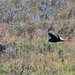 Busard maure - Bontebok national park