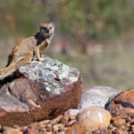 Mangouste fauve - Bontebok national park