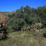 Bontebok national park