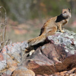 Mangouste fauve - Bontebok national park