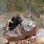 Mangouste fauve - Bontebok national park