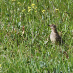 Cochevis à gros bec (Bontebok, Afrique du Sud)