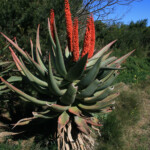 Bontebok national park