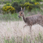 Rhebuck - Bontebok national park
