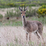 Rhebuck - Bontebok national park
