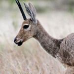 Rhebuck - Bontebok national park