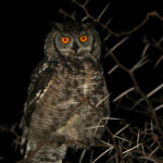 Grand-duc africain - Bontebok national park