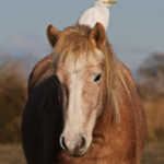 Héron garde-bœufs - Scamandre