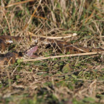 Couleuvre vipérine - Étang du Charnier