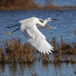 Aigrette garzette - Cacharel
