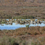 Pluviers dorés (Consécanière, Camargue)