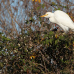 Héron garde-bœufs - Scamandre