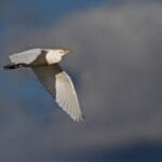 Héron garde-bœufs - Scamandre