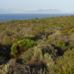 Cap de Bonne Espérance