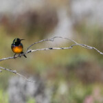 Souimanga orangé - Cap de Bonne Espérance