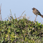 Bulbul du Cap - Cap de Bonne Espérance