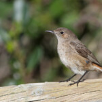 Traquet familier - Cap de Bonne Espérance