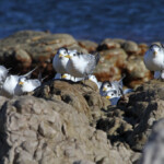 Sternes huppées - Cap de Bonne Espérance