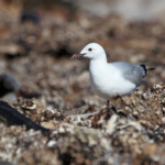 Mouette de Hartlaub - Cap de Bonne Espérance