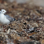 Mouette de Hartlaub - Cap de Bonne Espérance
