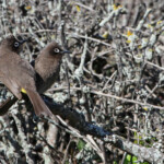 Bulbul du Cap - Cap de Bonne Espérance