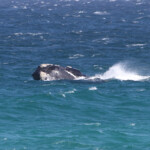 Baleine franche - Cap de Bonne Espérance