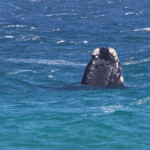 Baleine franche - Cap de Bonne Espérance