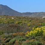 Cap de Bonne Espérance