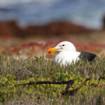 Goéland dominicain - Cap de Bonne Espérance Svg+xml,%3Csvg%20xmlns%3D%22http%3A%2F%2Fwww.w3