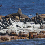 Otaries et Cormorans du Cap - Cap de Bonne Espérance