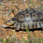 Tortue anguleuse - Cap de Bonne Espérance