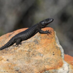 Lézard - Cap de Bonne Espérance