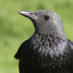 Rufipenne morio - Cap de Bonne Espérance