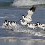 Avocette élégante - Cap de Bonne Espérance Svg+xml,%3Csvg%20xmlns%3D%22http%3A%2F%2Fwww.w3