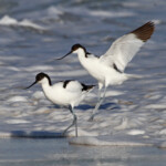 Avocette élégante - Cap de Bonne Espérance