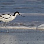 Avocette élégante - Cap de Bonne Espérance