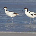 Avocette élégante - Cap de Bonne Espérance