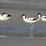 Avocette élégante - Cap de Bonne Espérance