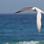 Sterne caspienne - Cap de Bonne Espérance