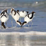 Avocette élégante - Cap de Bonne Espérance