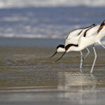 Avocette élégante - Cap de Bonne Espérance