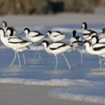 Avocette élégante - Cap de Bonne Espérance Svg+xml,%3Csvg%20xmlns%3D%22http%3A%2F%2Fwww.w3
