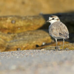 Pluvier à front blanc (Cap de Bonne Espérance, Afrique du Sud)